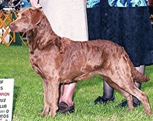 Chesabars Morgan of Dsrtwnds | Chesapeake Bay Retriever 