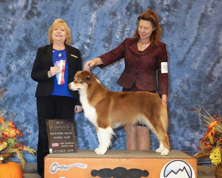 Monarch's DAT Spitfire Boo | Australian Shepherd 