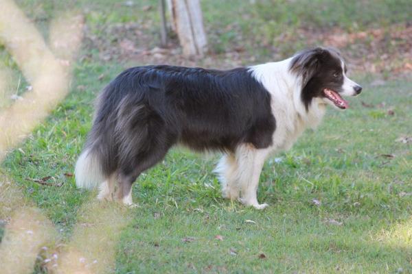 Borderstrand Mystic Cyan | Border Collie 