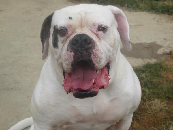 Thomas' Sphinx | American Bulldog 
