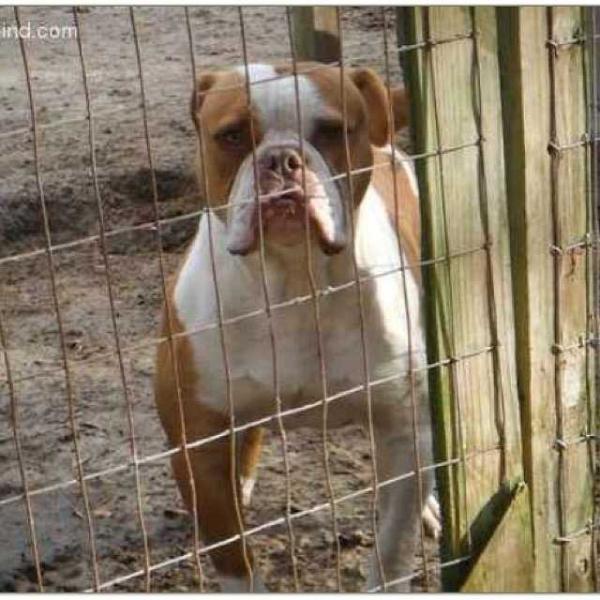 Yogi June's Bear | American Bulldog 