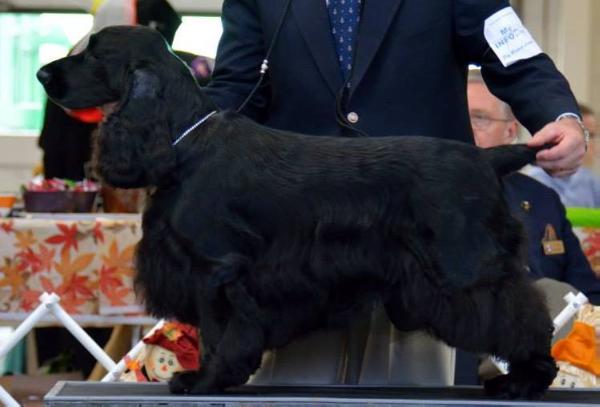 Freedom chasing after seastars | Field Spaniel 