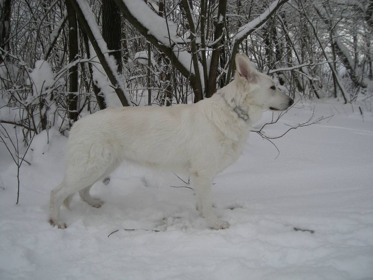 AFINA PALLADA | White Swiss Shepherd Dog 