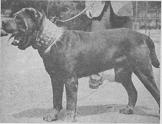 Guaglione I (c.1948) | Neapolitan Mastiff 