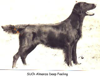 Almanza Deep Feeling | Flat-Coated Retriever 