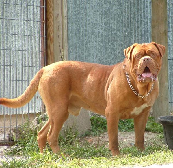 JC's Red Bogie | Dogue de Bordeaux 