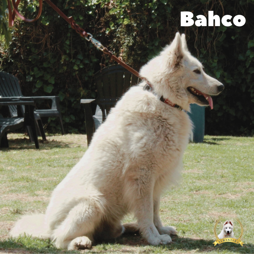 Alef Shin Bahco | White Swiss Shepherd Dog 