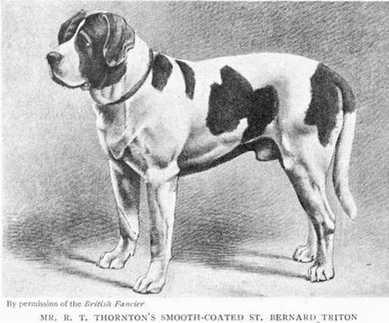 Triton [Mr. R.T. Thornton's] | Saint Bernard 