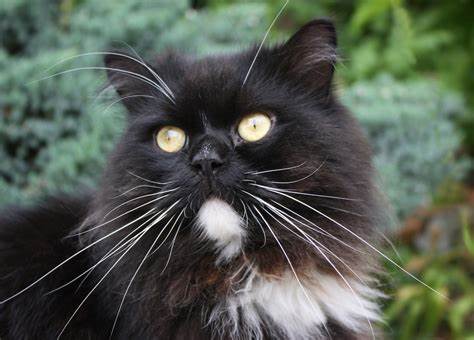 Ragamuffin ( Liebling)
