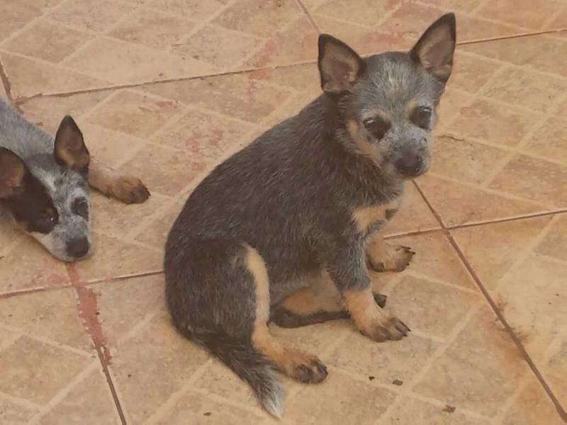 ÍNDIA BLUE HEELER SELIVON | Australian Cattle Dog 