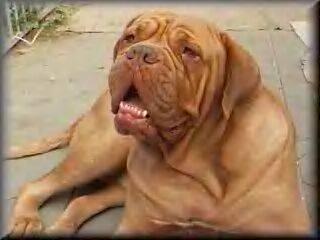 Amber | Dogue de Bordeaux 