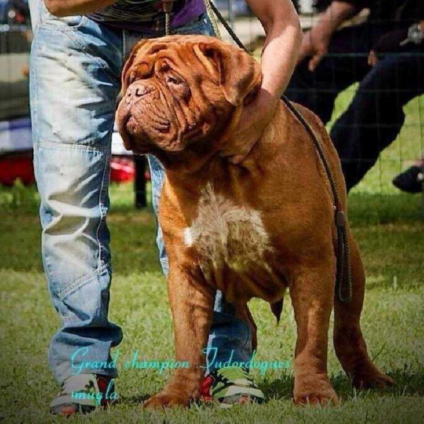 Tudordogue's Smugla | Dogue de Bordeaux 