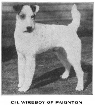 Wireboy of Paignton 188286 | Wire Fox Terrier 