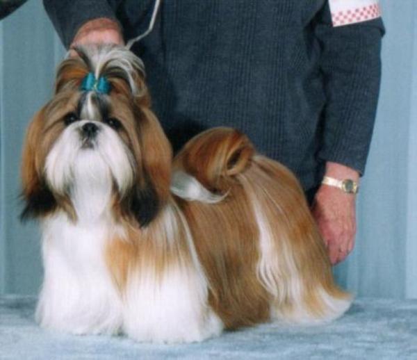 Nanking's Murphy Brown | Shih Tzu 