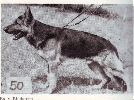 Ex vom Riedstern | German Shepherd Dog 