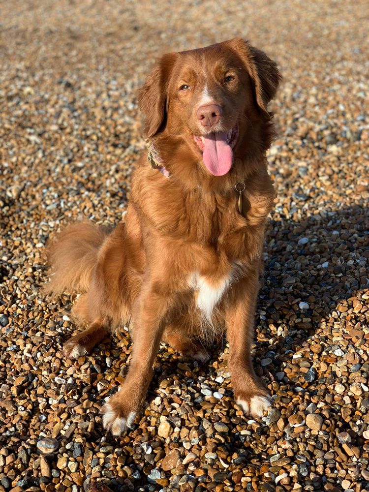 Canis Amicus Liana | Nova Scotia Duck Tolling Retriever 