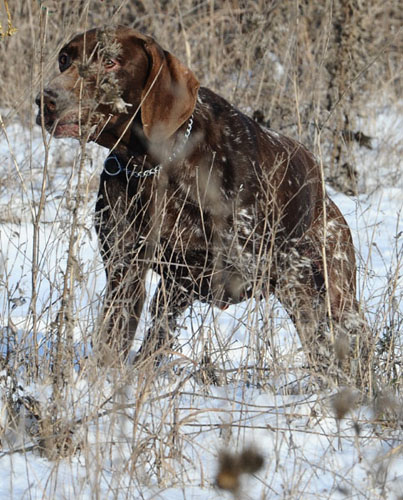 Uri de Langeron | German Shorthaired Pointer 