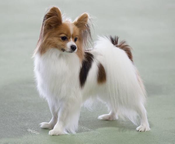 Amberlindz Eloise | Papillon 