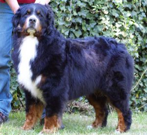 Rosé des Plages van't Rijkenspark | Bernese Mountain Dog 