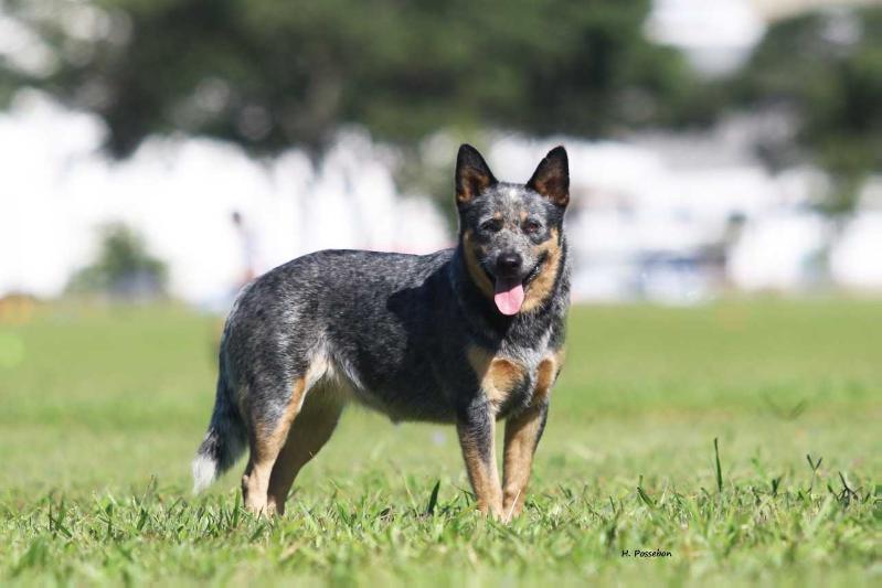 NIX OF HEELER'S SELIVON | Australian Cattle Dog 