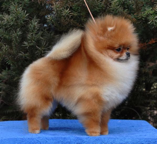 CR Simply Lucy | Pomeranian 