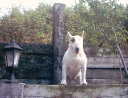 Cari Cari de Lord Bull | Bull Terrier 