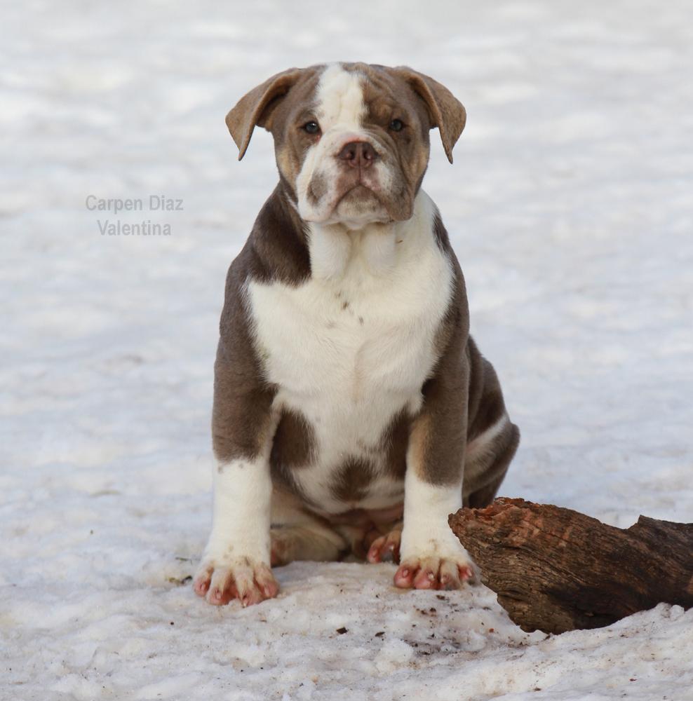 Carpen Diaz Valentina | Olde English Bulldogge 