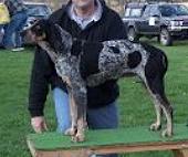 JJ's Sweet Sassin' Sugar | Bluetick Coonhound 