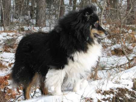 Sheltiekiss Adelaida | Shetland Sheepdog 