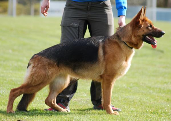 Blizz av Allfast | German Shepherd Dog 