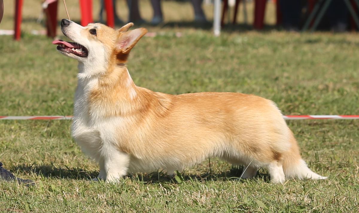 Goldy Diastar | Pembroke Welsh Corgi 