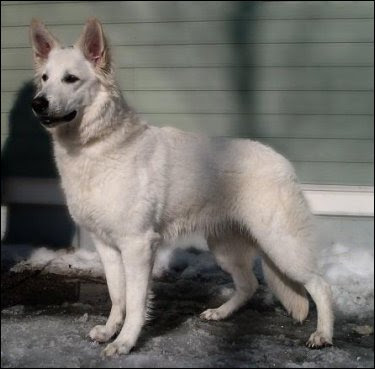 Anica casye cembra | White Swiss Shepherd Dog 