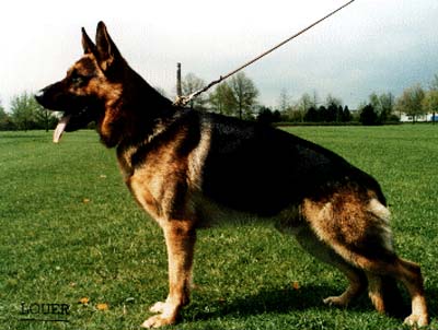 Drasso van Noort | German Shepherd Dog 