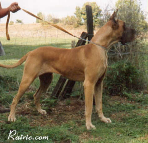 Legende des Terres de la Rairie | Great Dane 