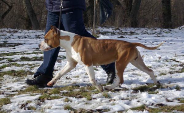 Angelina Jolie Champion Of Rings | American Staffordshire Terrier 