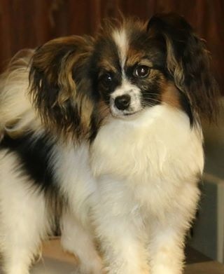 4 Paws Personification Of The Rainbow | Papillon 