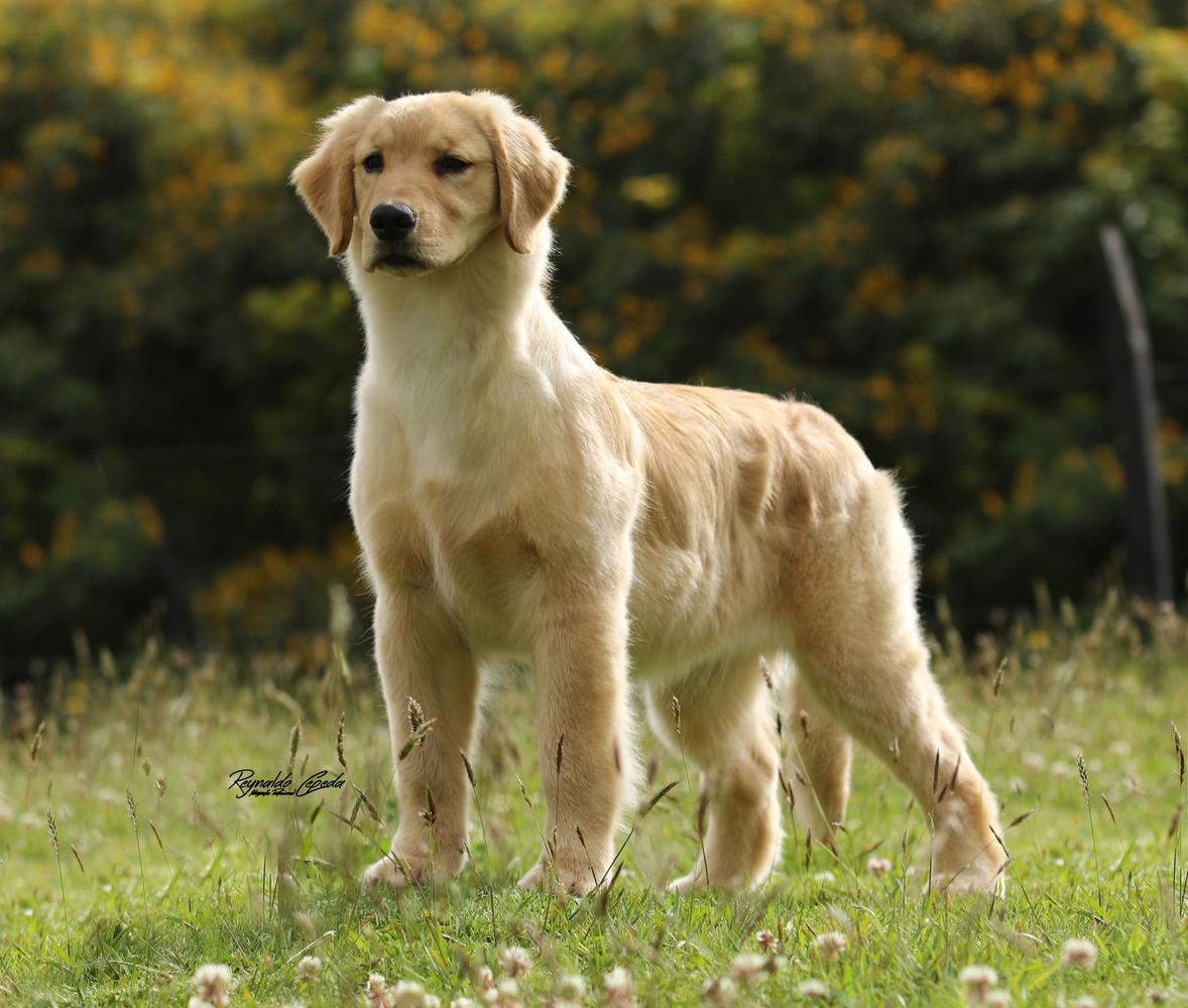 Golden San Martin Bella Poesia | Golden Retriever 