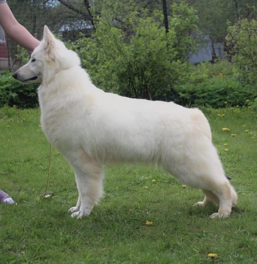 ABSOLUTE WHITE SILVIA | White Swiss Shepherd Dog 