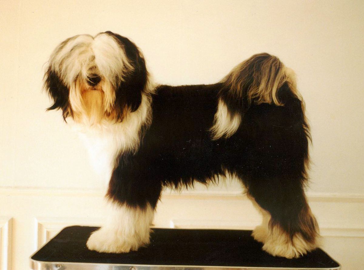 TARAGIRI MO-MO | Tibetan Terrier 