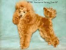 Moncherrie The Boy From Hoz | Poodle 