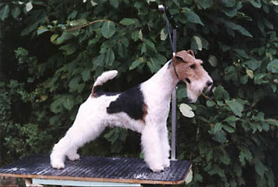 Neiling Singnum Gustavus | Wire Fox Terrier 