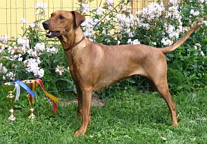 Ravenred NAUGHTY N NICE | German Pinscher 