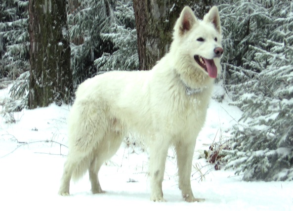 Ben White Royal Court | White Swiss Shepherd Dog 