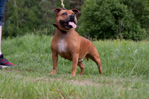 Pine Forest Best Skim Life | Staffordshire Bull Terrier 