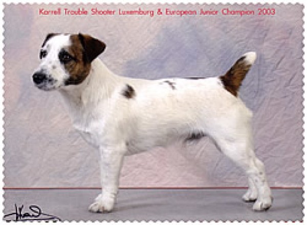 Karrell Trouble Shooter | Jack Russell Terrier 