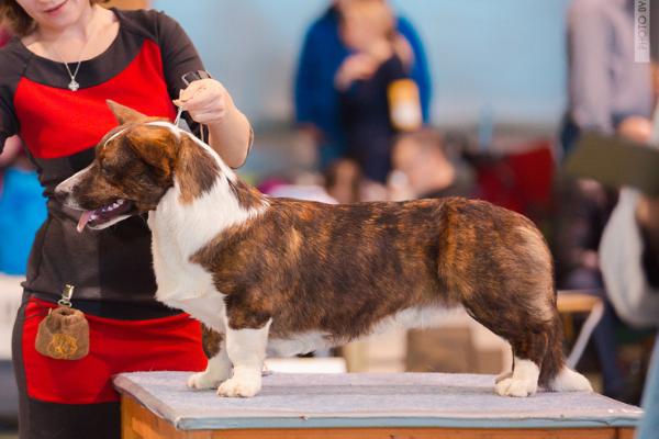 Arrow Aimed At My Heart | Cardigan Welsh Corgi 