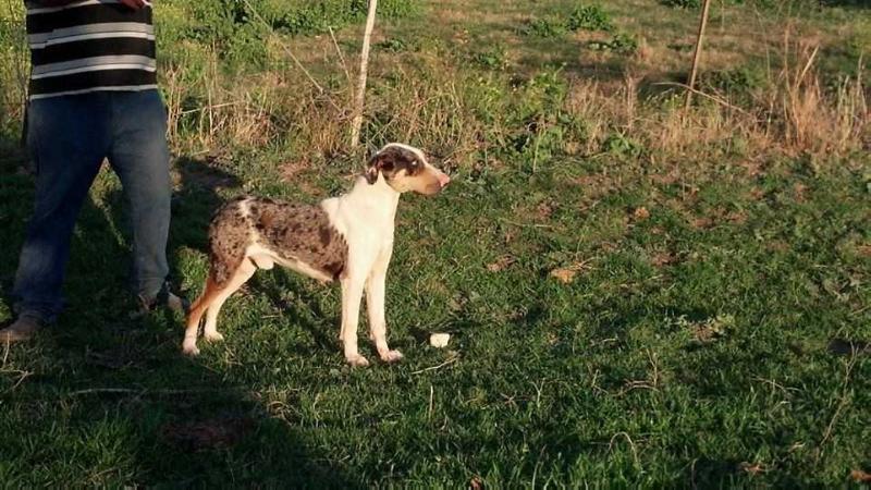 Janie's Dozer | Catahoula Leopard Dog 