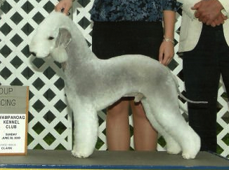 LAMZ Viva Las Vegas | Bedlington Terrier 