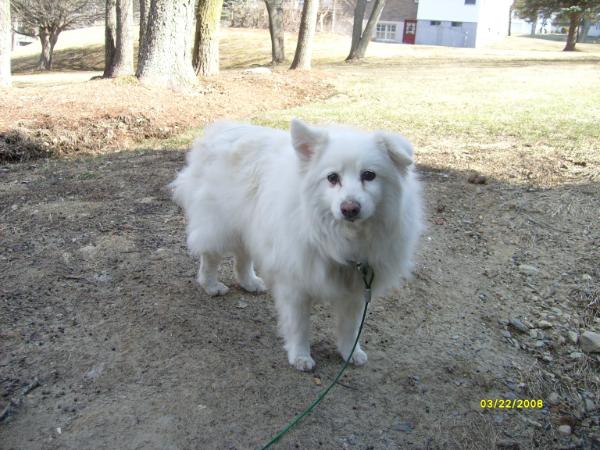 Petite Polar Bear | American Eskimo Dog 