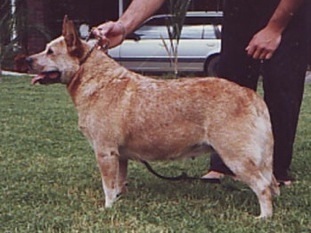 Justoz Bertha Bear | Australian Cattle Dog 